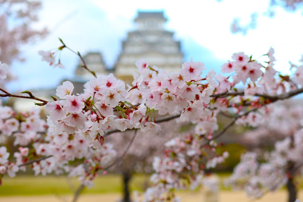てる 桜 咲い 桜開花予想2022東京いつまで咲いてる?散る時期